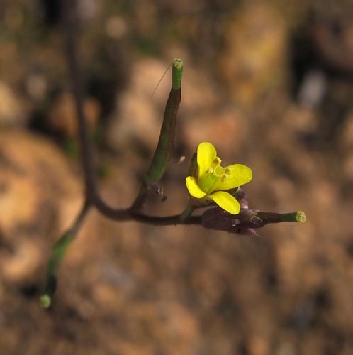 Diplotaxis viminea — photo