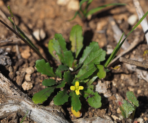 Diplotaxis viminea