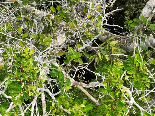 Diplotropis martiusii — photo