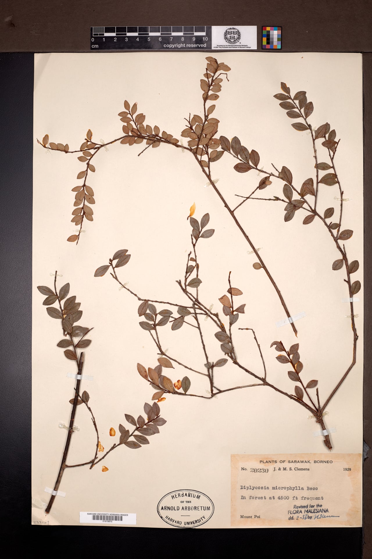 Diplycosia microphylla — photo