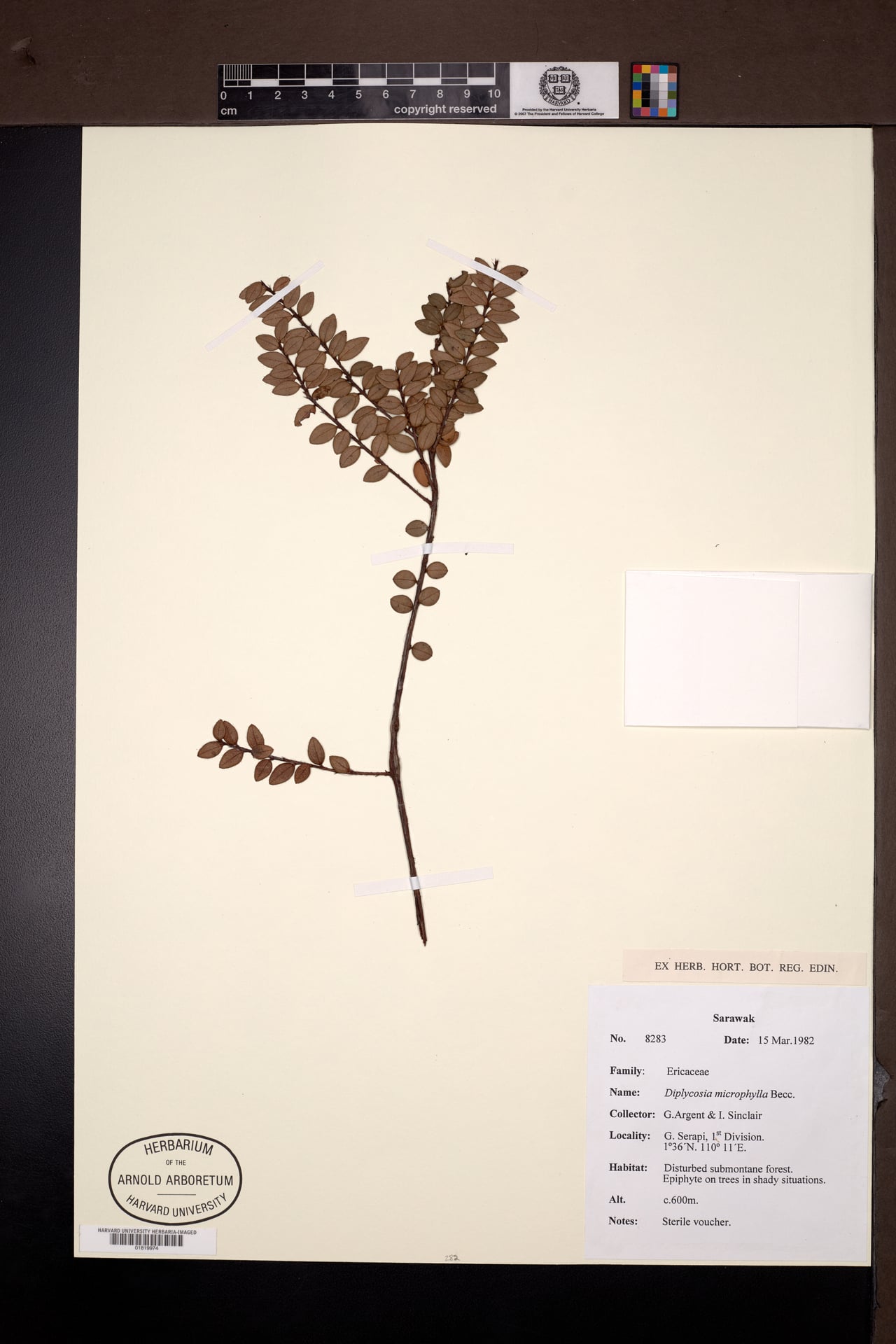 Diplycosia microphylla