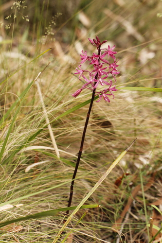Dipodium atropurpureum (Purple hyacinth orchid) — photo