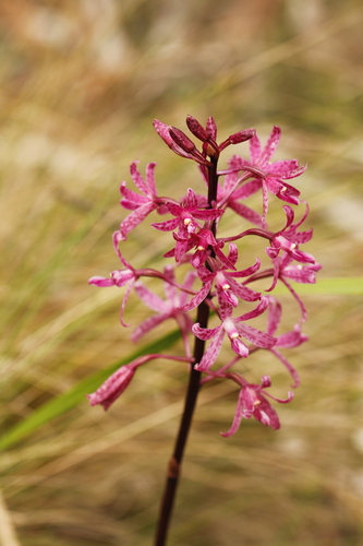 Dipodium atropurpureum (Purple hyacinth orchid) — photo