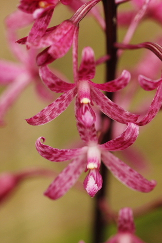 Dipodium atropurpureum