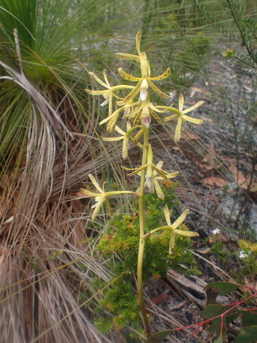 Dipodium hamiltonianum (Green hyacinth orchid) — photo