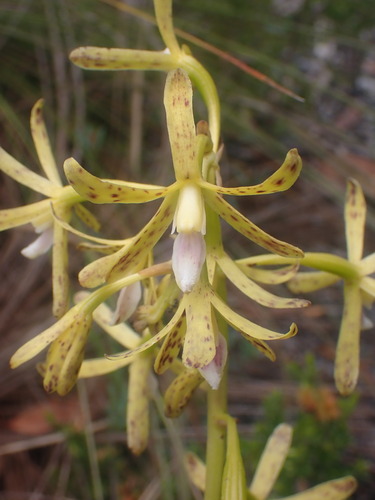 Dipodium hamiltonianum (Green hyacinth orchid) — photo