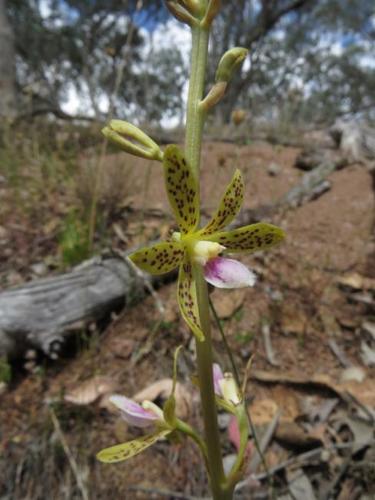Dipodium hamiltonianum