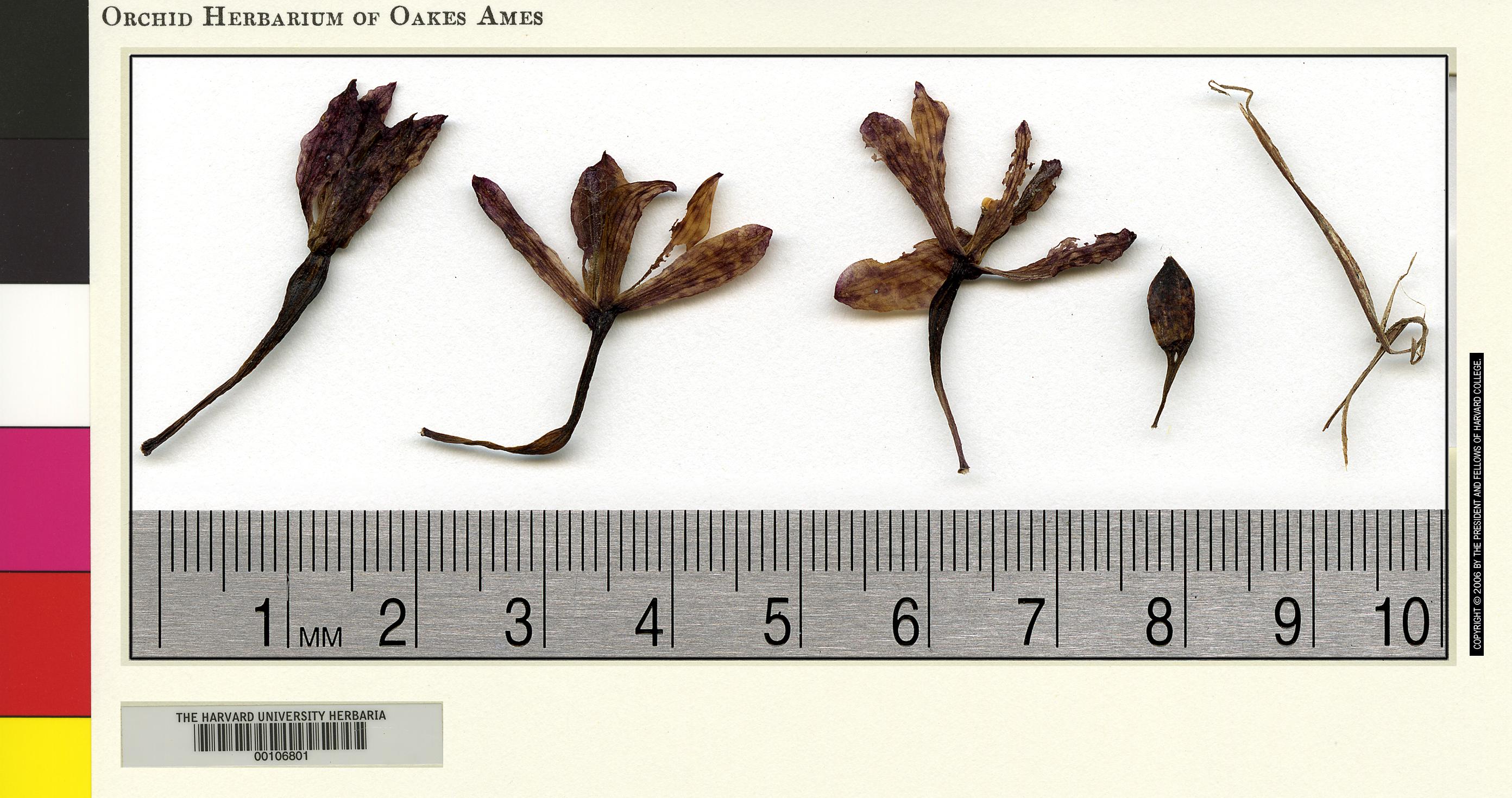 Dipodium pulchellum