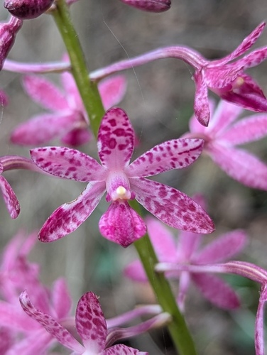 Dipodium punctatum (Hyacinth orchid) — photo