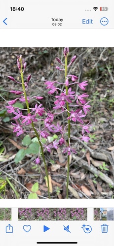 Dipodium punctatum (Hyacinth orchid) — photo