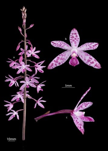 Dipodium punctatum