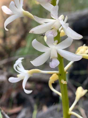 Dipodium roseum (Pink hyacinth orchid) — photo