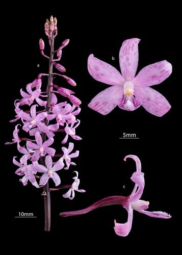 Dipodium roseum
