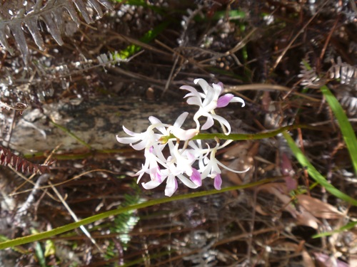 Dipodium squamatum (Hyacinth orchid) — photo