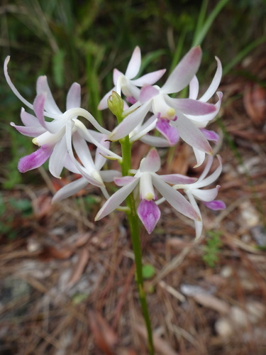 Dipodium squamatum