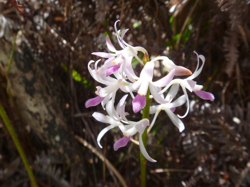 Dipodium squamatum (Hyacinth orchid) — photo