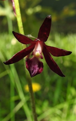 Dipodium variegatum (Blotched hyacinth-orchid) — photo
