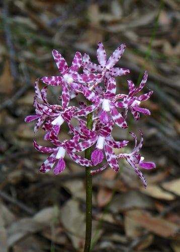 Dipodium variegatum