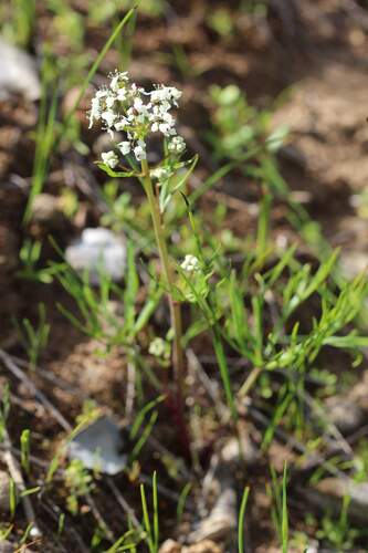 Diposis bulbocastanum — photo