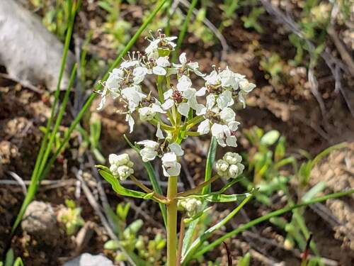Diposis bulbocastanum
