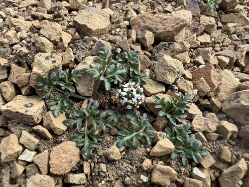 Diposis patagonica (Yocon) — photo