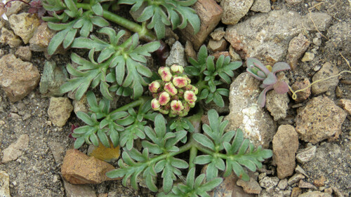 Diposis patagonica
