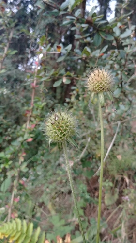 Dipsacus inermis (Spineless Teasel) — photo