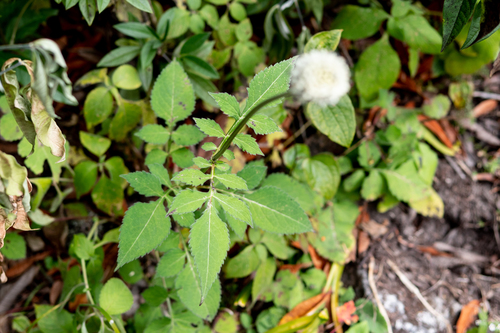 Dipsacus inermis (Spineless Teasel) — photo