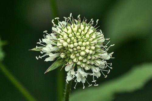 Dipsacus inermis