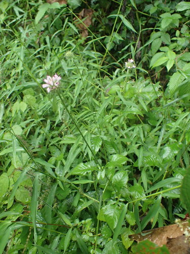 Dipsacus japonicus (Xu duan) — photo