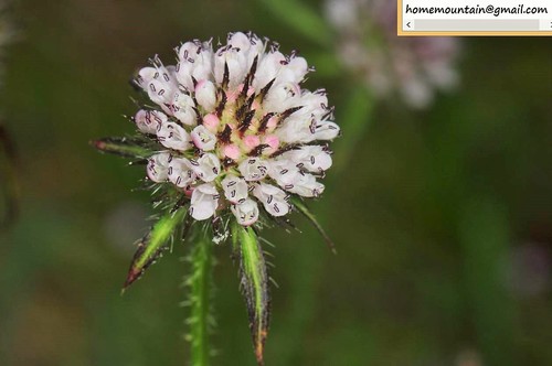 Dipsacus japonicus (Xu duan) — photo