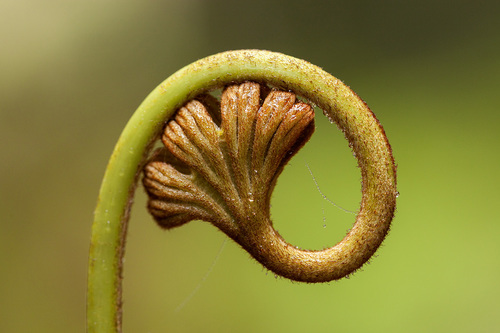 Dipteris conjugata (Matafao umbrella fern) — photo