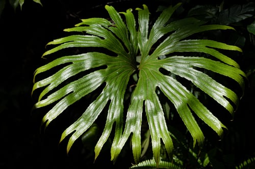 Dipteridaceae