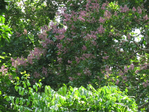Dipteryx micrantha (Smallflower tonkabean) — photo
