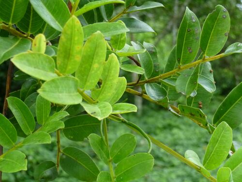 Dipteryx micrantha (Smallflower tonkabean) — photo