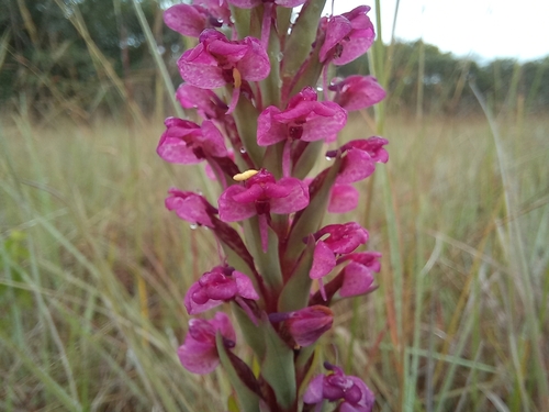 Disa aequiloba — photo