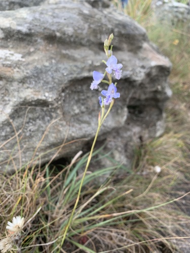 Disa baurii — photo