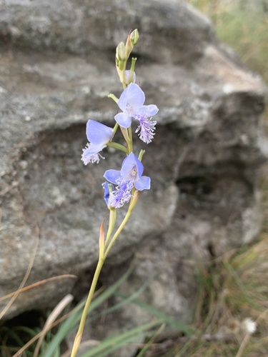 Disa baurii — photo