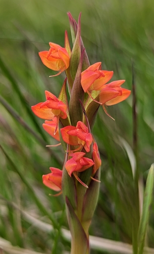 Disa celata — photo