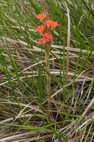 Disa celata