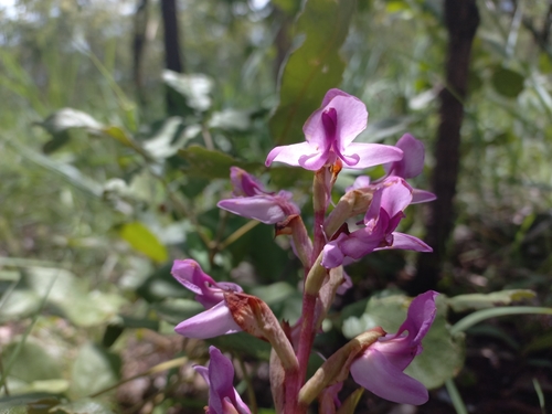 Disa engleriana — photo