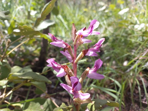 Disa engleriana — photo