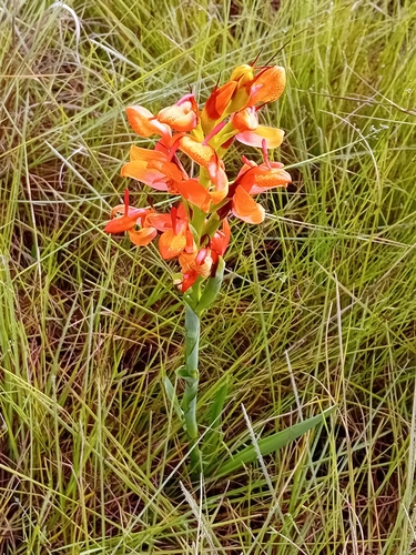 Disa erubescens — photo