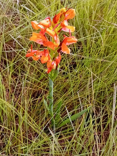 Disa erubescens — photo