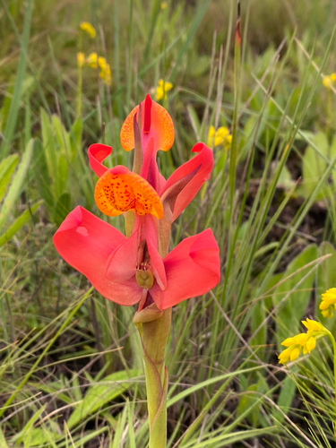 Disa erubescens
