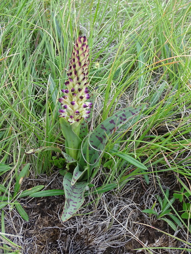 Disa fragrans — photo