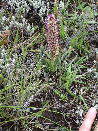 Disa fragrans — photo