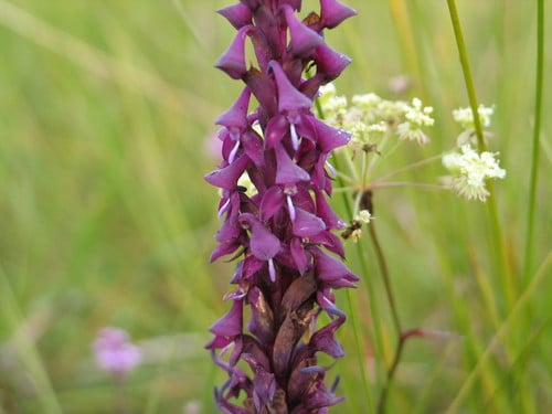 Disa hircicornis