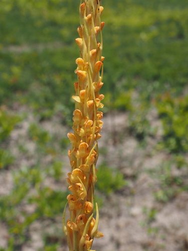 Disa ochrostachya (Golden candle disa) — photo