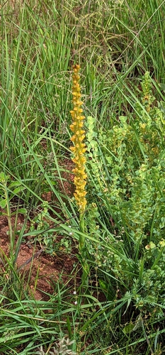 Disa ochrostachya (Golden candle disa) — photo